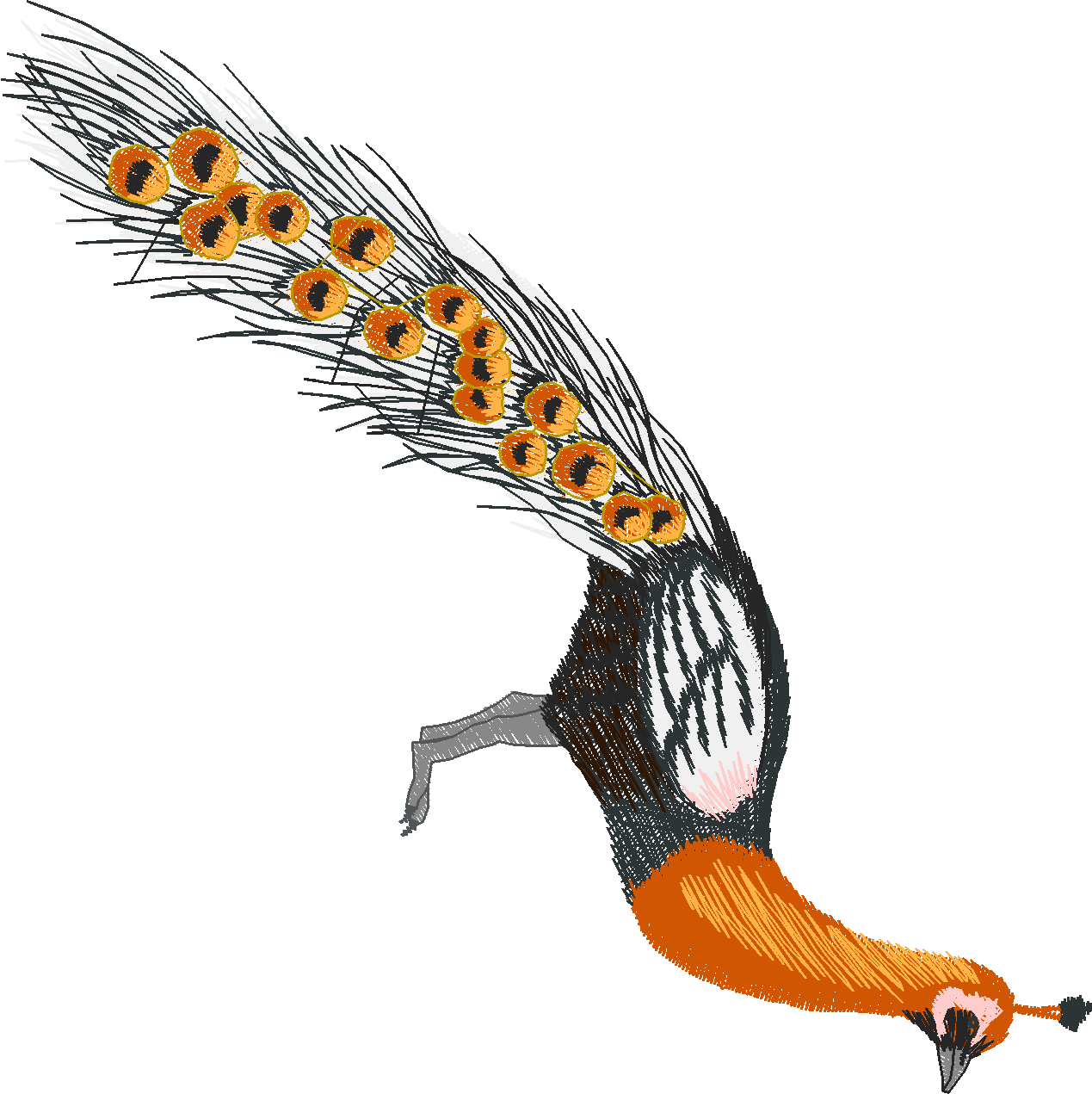 Jumbo   Peacocks 1  (12)