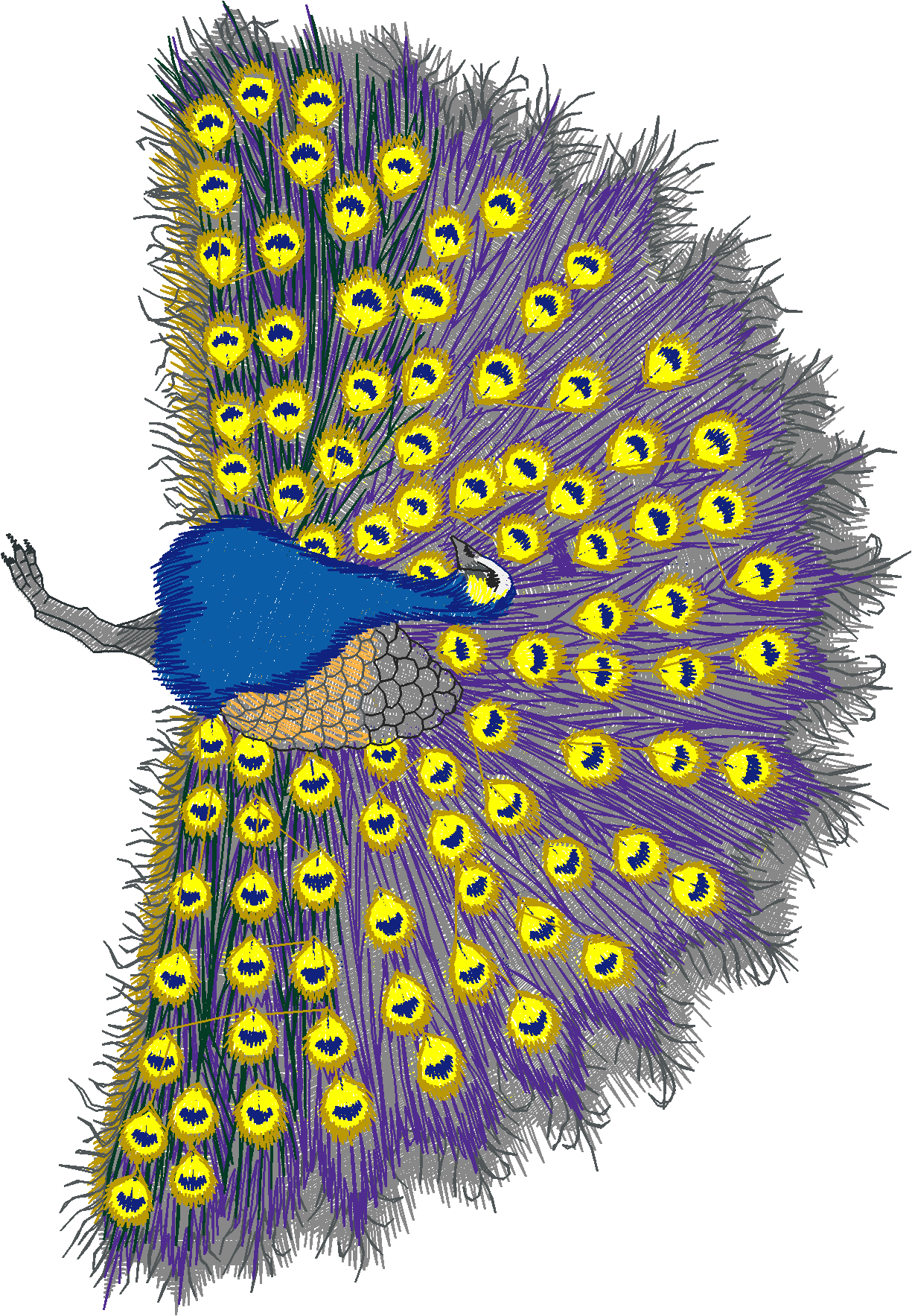 Jumbo   Peacocks 1  (2)