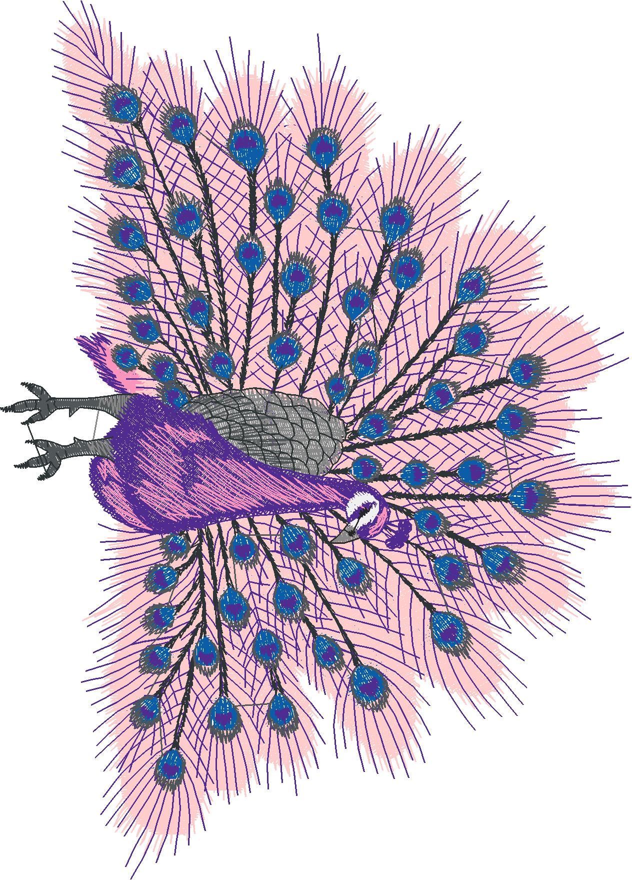 Jumbo   Peacocks 1  (5)