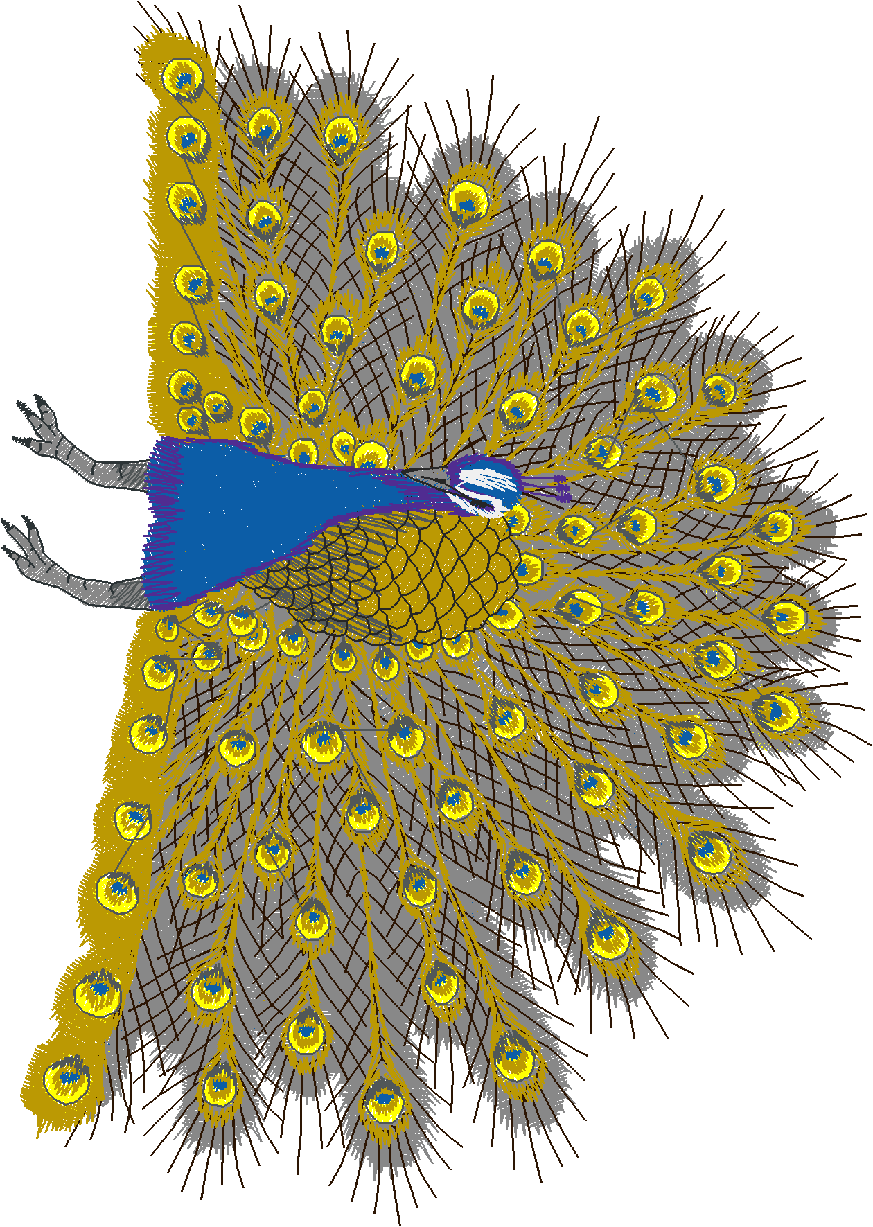 Jumbo   Peacocks 1  (7)
