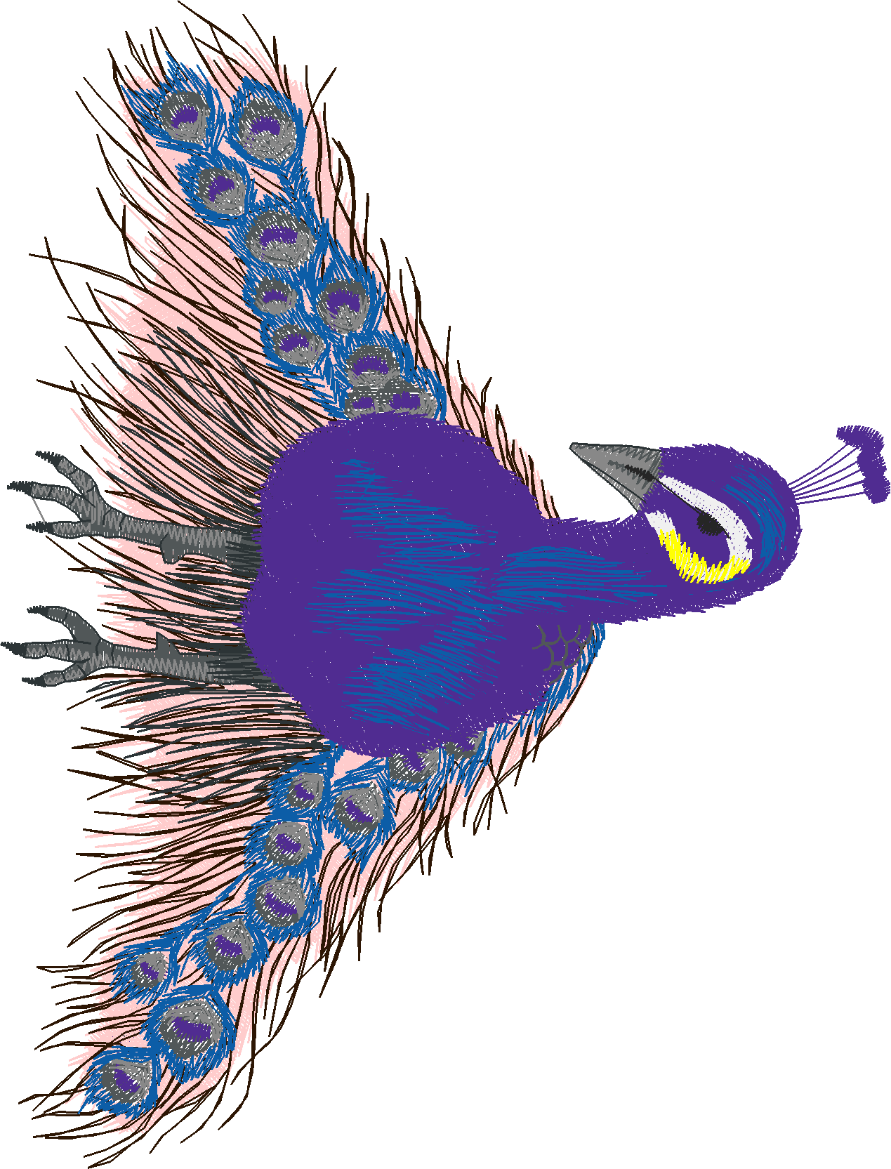 Jumbo   Peacocks 1  (8)
