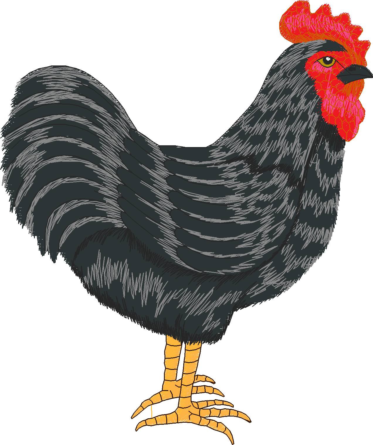 Jumbo   Rooster 1  (11)