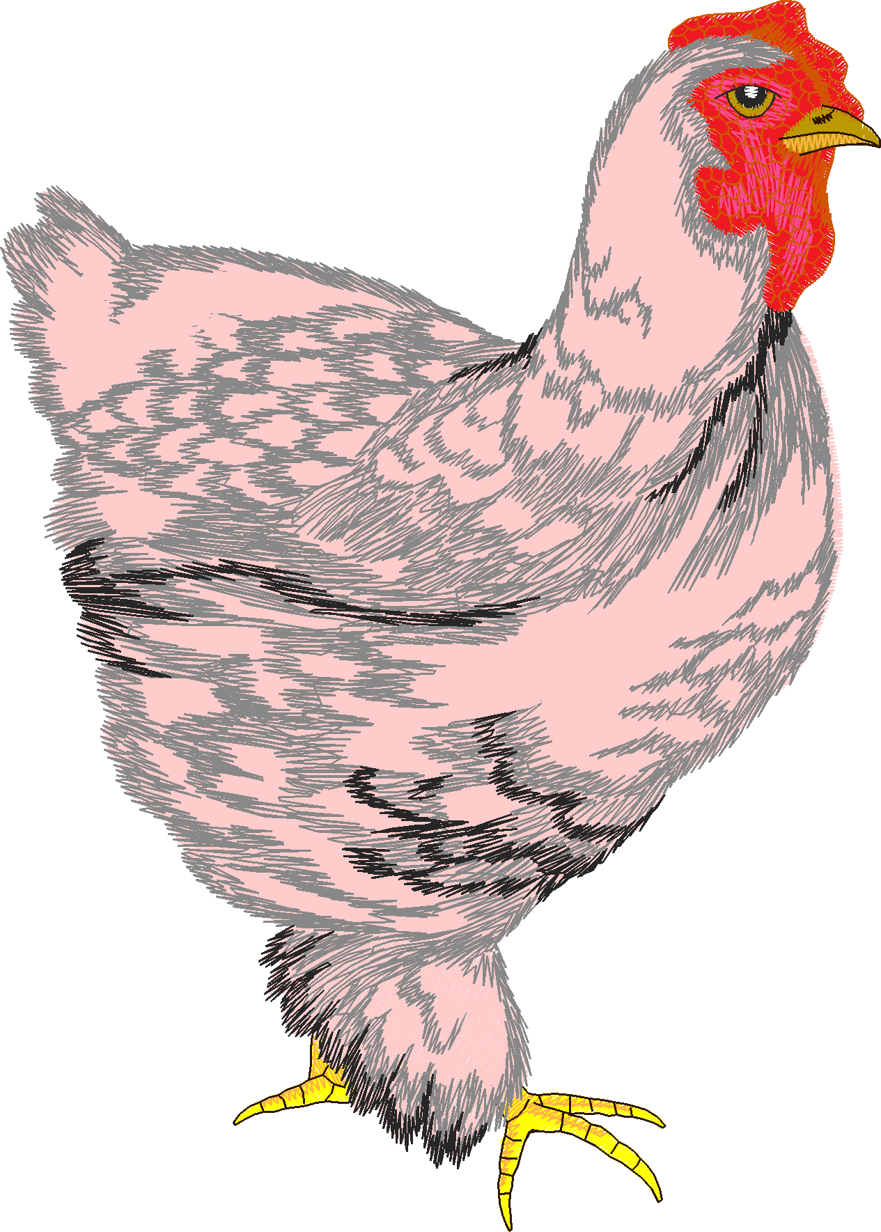 Jumbo   Rooster 1  (7)