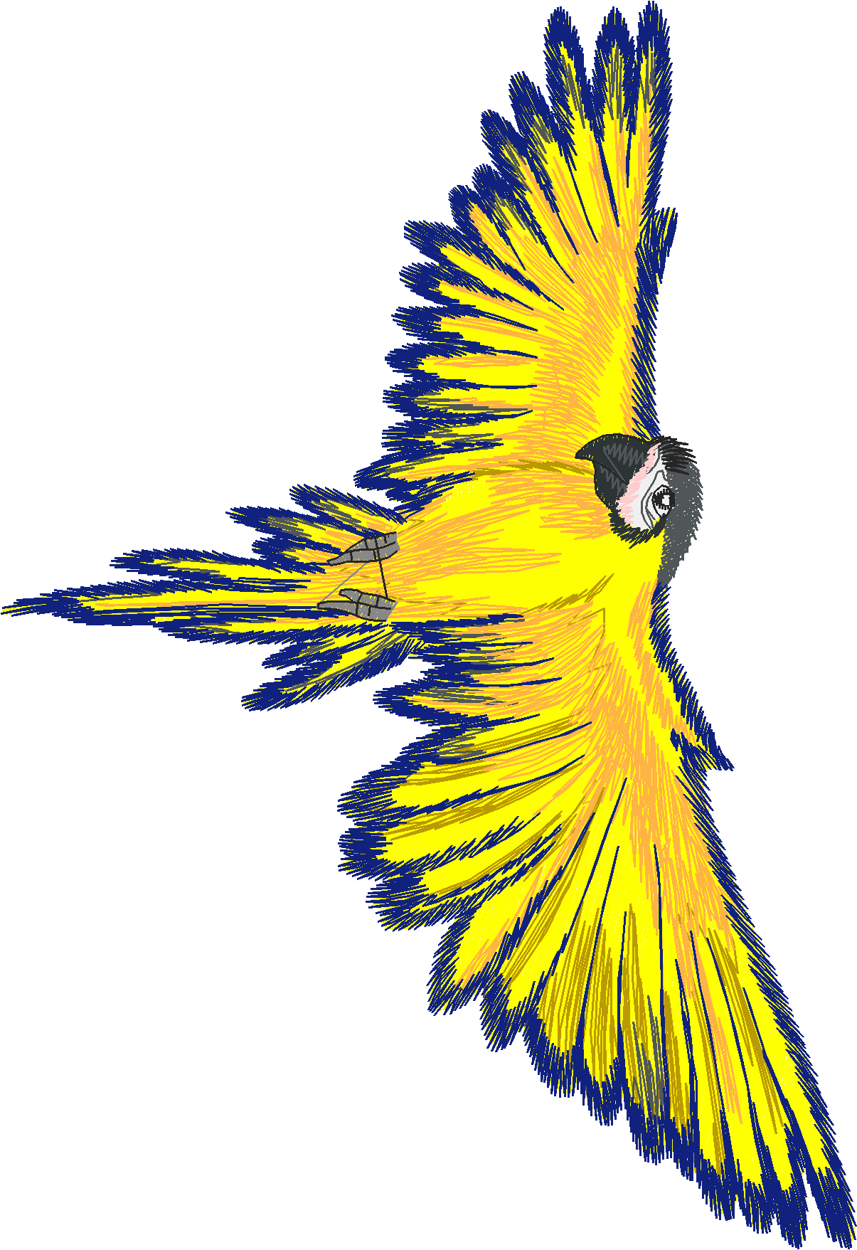 Jumbo   Tropical Birds 1  (12)