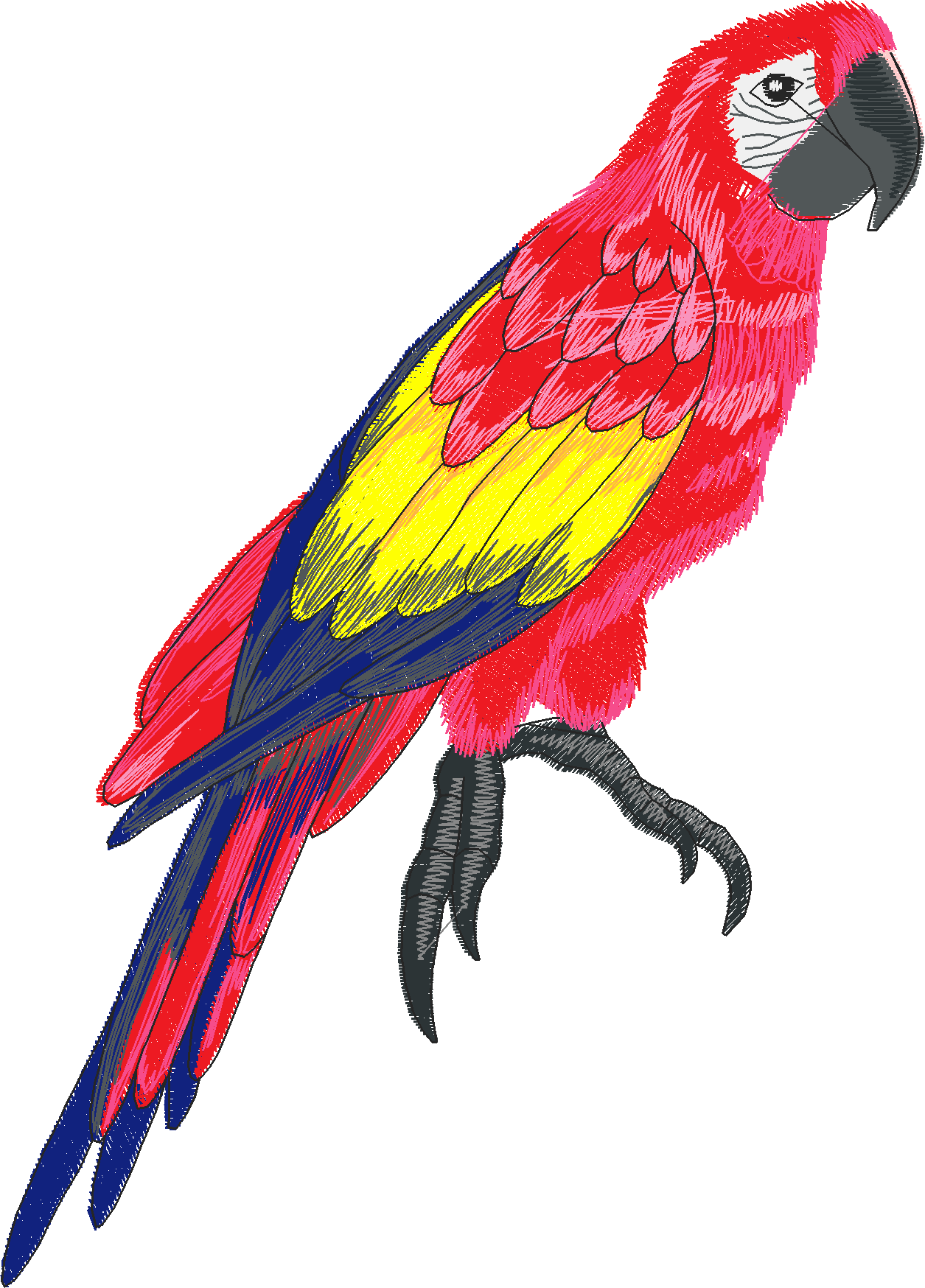Jumbo   Tropical Birds 1  (6)