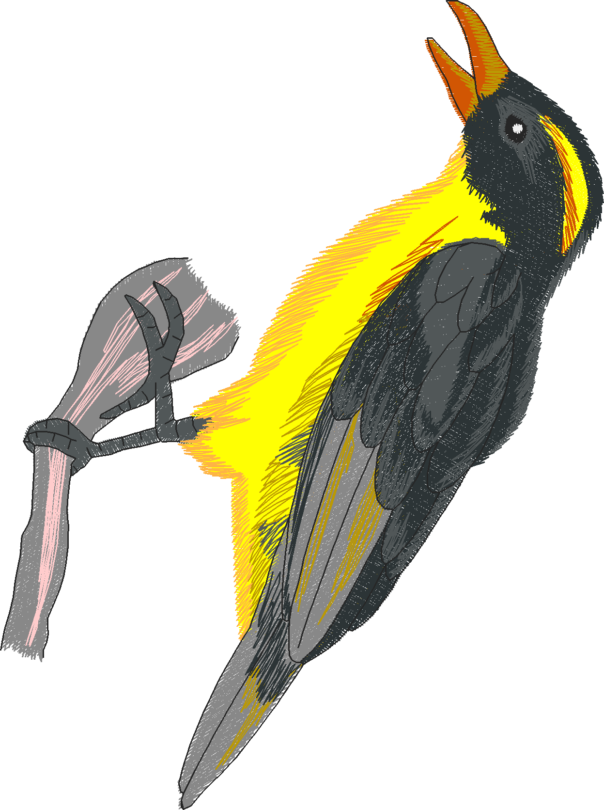 Jumbo   Tropical Birds 1  (9)