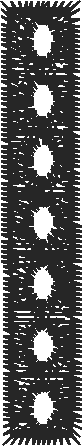 Bod11f 2