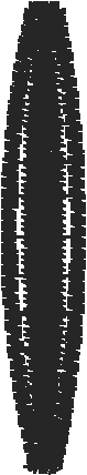 Strap11 2