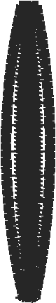 Strap11