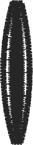 Strap15 2