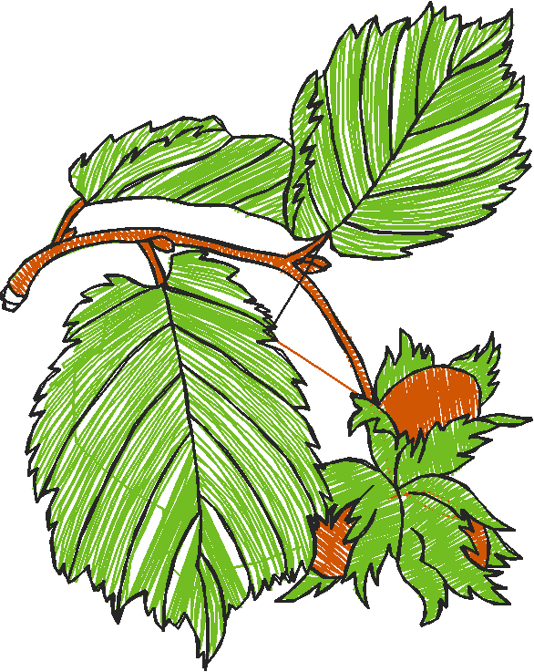 Leaves 3 (16)