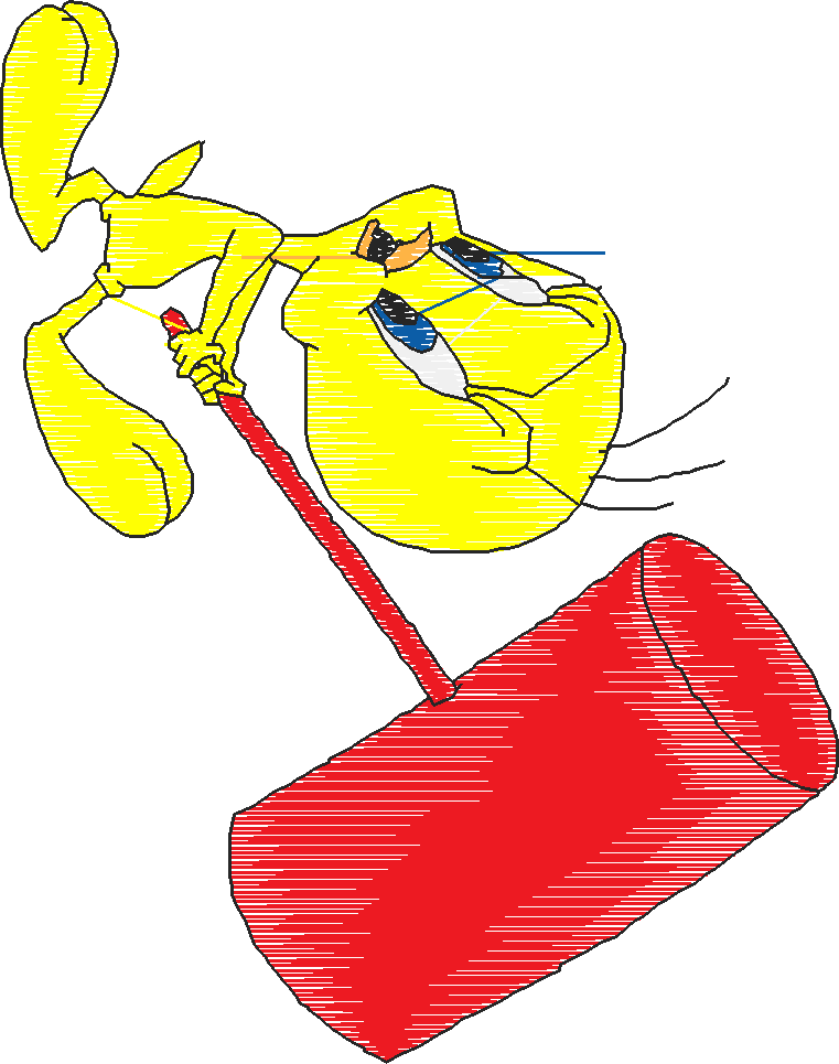 Tweety04
