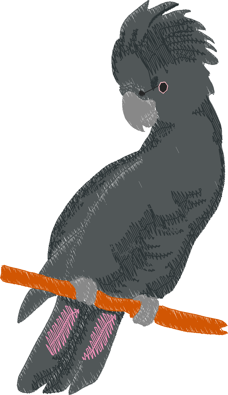 Parrots 1  (13)