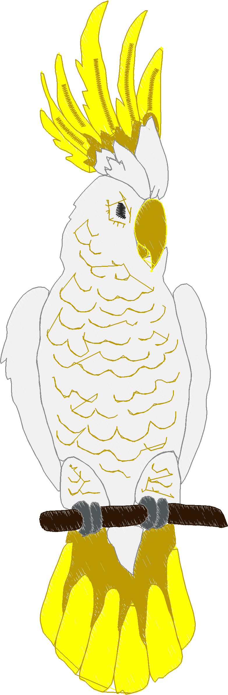 Parrots 1  (6)