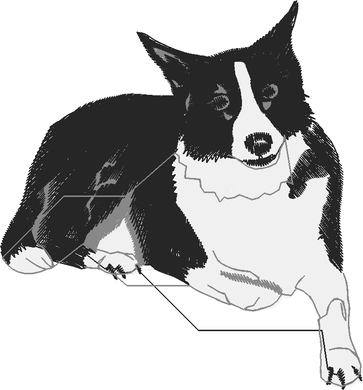 Pets 1  (7)