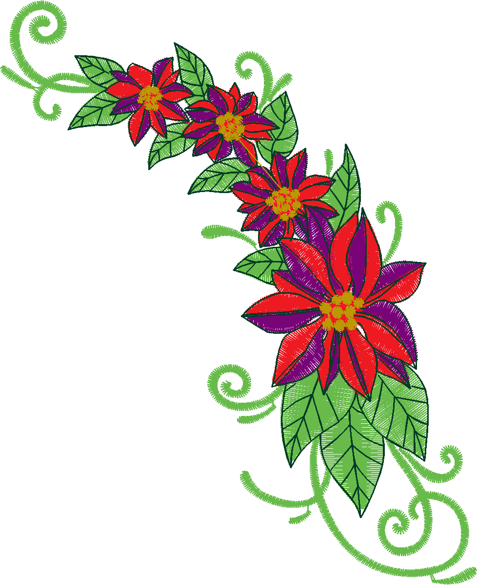 Poinsetta