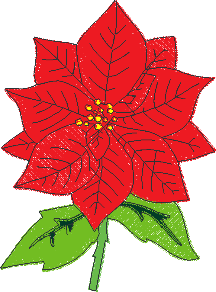 Poinsettias