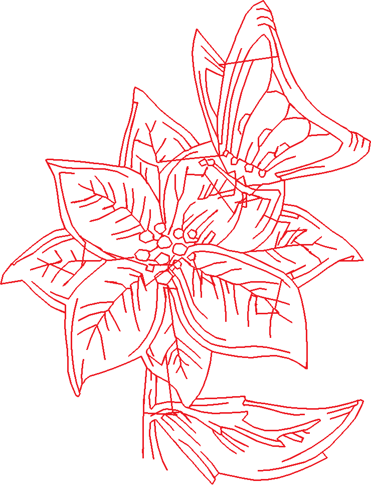 Poinsettias  1 (13)