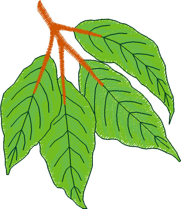 Pressed Leaves 1  (10)