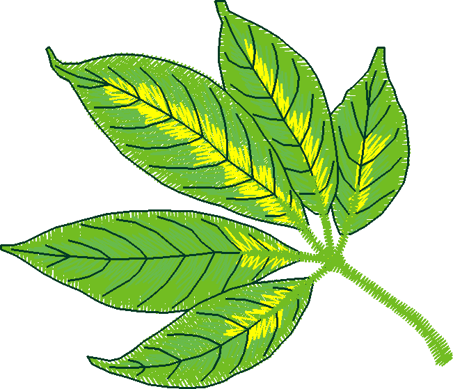 Pressed Leaves 1  (5)