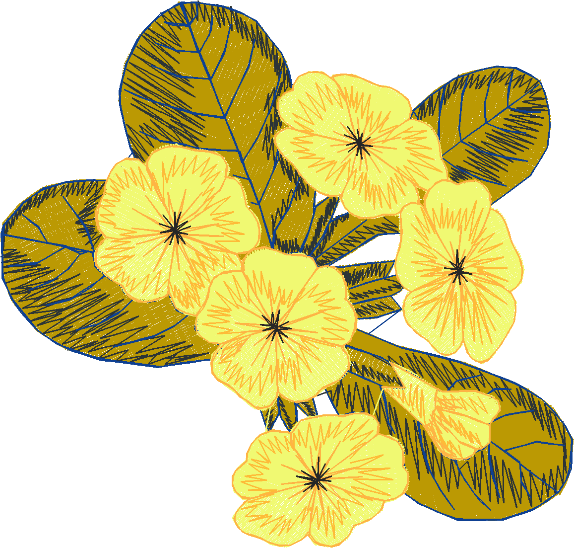 Primroses