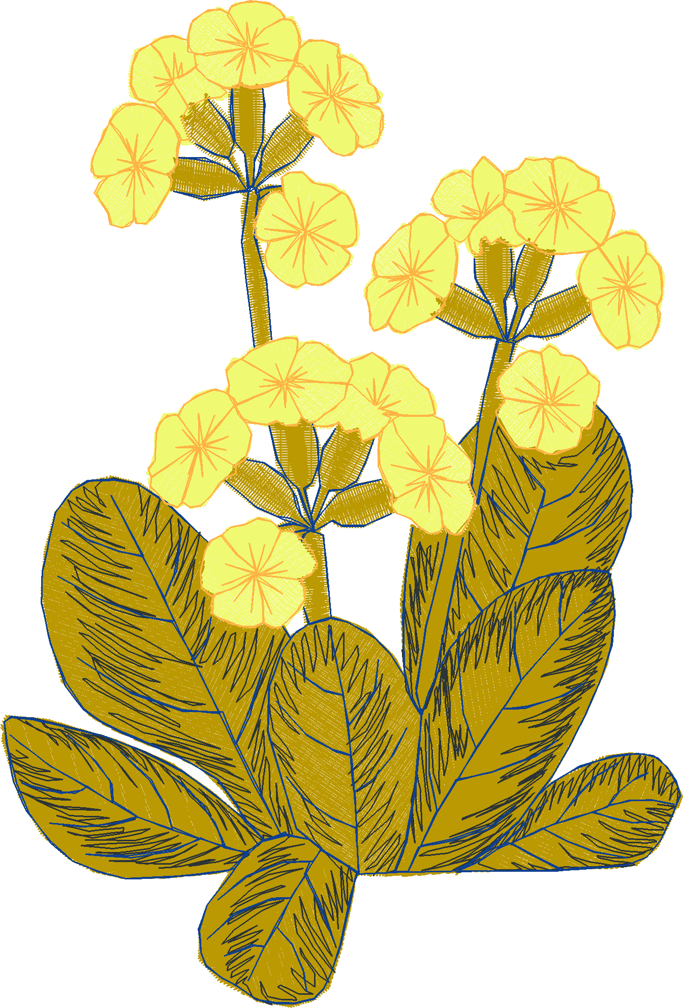 Primroses 1  (10)