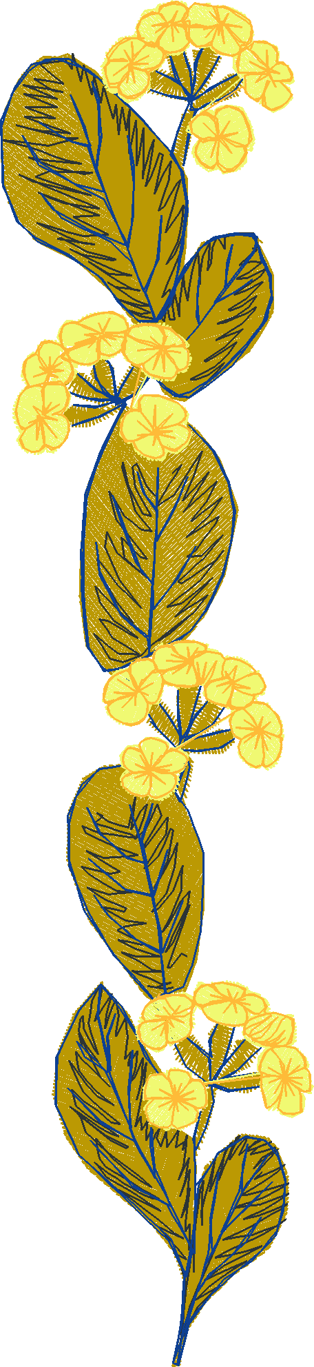 Primroses 1  (7)
